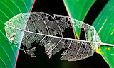 Dead Leaf in Costa Rica