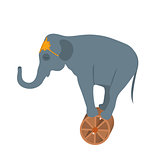 Circus elephant on the wheel icon style flat, isolated on white background. Vector illustration.