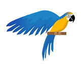 Parrot Ara ararauna flat icon, cartoon style. Blue-and-yellow macaw character. Colored bird flies. Isolated on white background. Vector illustration.