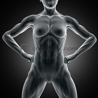 3D muscular female figure with close up of abdominal muscles