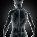 3D muscular female figure with close up of back muscles