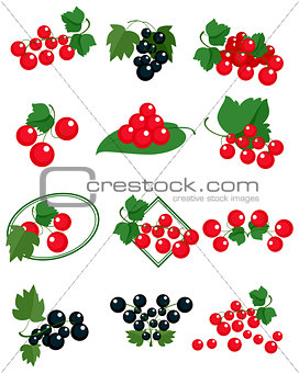 Red and black currants