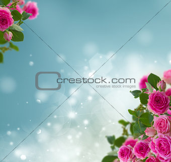 frame of pink roses brunches