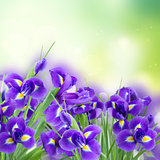fresh blue irise flowers