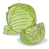 Isolate green cabbage vegetable