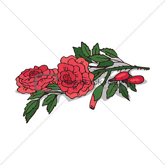 Isolated clipart Rose