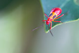 Red Insect in Costa Rica