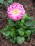 Fresh blooming of the pink Dahlia.