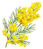 Yellow mimosa flower branch symbol of spring isolated on white