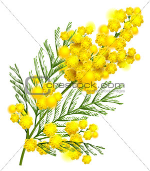 Yellow mimosa flower branch symbol of spring isolated on white