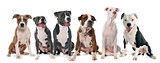 six american staffordshire terrier
