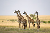 Several giraffes staring at danger in the savannah of Maasai Mar