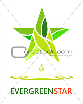 evergreen star