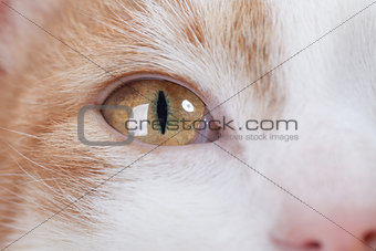 Eye of red kitten