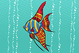 Freshwater angelfish aquarium fish
