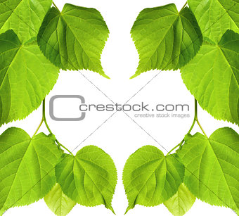 Frame of spring linden-tree leaves
