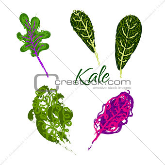 Kale vegetable hand drawn illustration.