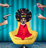 dog  at hairdressers salon 