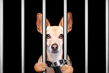 criminal dog behind bars in police station, jail prison, or shel