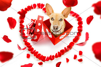 happy valentines dog