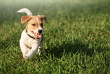 Happy puppy in the grass discovers the world jack russell terrier