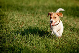 Happy puppy in the grass discovers the world jack russell terrier