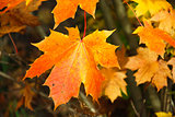 CÃ¶lorful maple leaf closeup