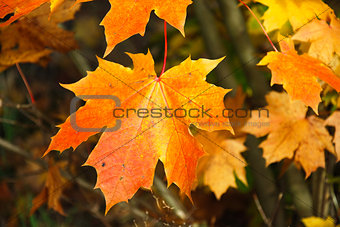 CÃ¶lorful maple leaf closeup