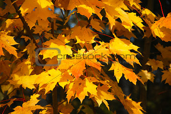Bunch of fall colored leaves
