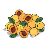 Isolate ripe apricot fruit
