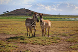 Zebras herd on savanna