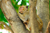 Monkey mother care and breastfeeding