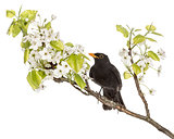 common blackbird perched on a flowering branch, isolated on whit