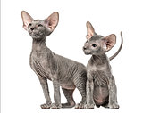Two Peterbald kittens, cats, isolated on white