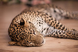 leopard resting on the floor