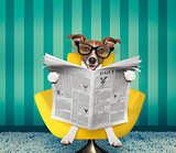 dog reading newspaper at home