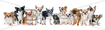 group of chihuahua in studio
