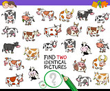 find two identical cows educational activity