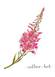 Wild flower willow herb hand drawn in color. Herbal vector illustration.