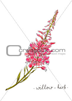 Wild flower willow herb hand drawn in color. Herbal vector illustration.