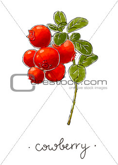 Wild plant cowberry hand drawn in color. Vector illustration.