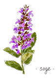 Wild plant sage hand drawn in color. Herbal vector illustration.
