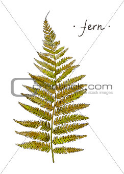 Wild plant fern hand drawn in color. Herbal vector illustration.