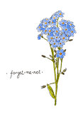 Wild flower forget-me-not hand drawn in color. Herbal vector illustration.