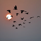 Flock of birds flying at sunrise