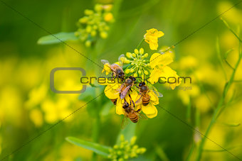 Bees Collecting Honey from the Mustard Flower.