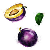 Plum on white background. Watercolor illustration
