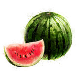 Watermelon on white background. Watercolor illustration