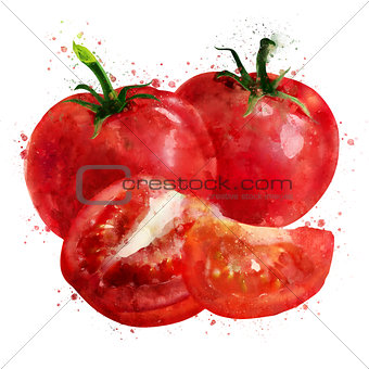 Tomato on white background. Watercolor illustration