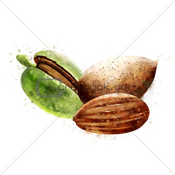 Almond on white background. Watercolor illustration